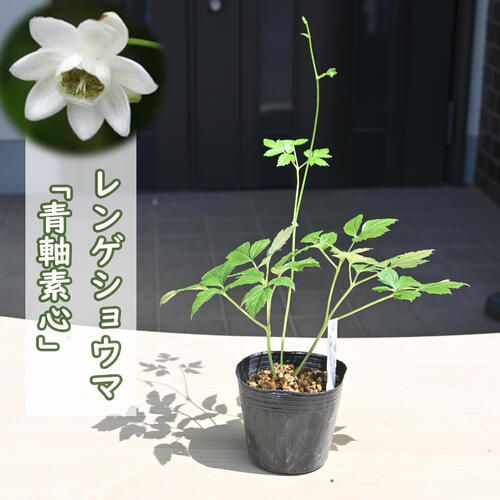 楽天市場】ヤマシャクヤク ポット苗 山芍薬山野草 茶花 準絶滅