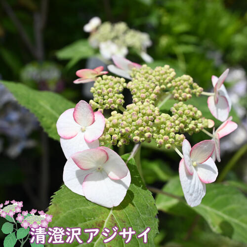 楽天市場】2024年6月中旬開花 清澄沢アジサイ ポット苗 ヤマアジサイ