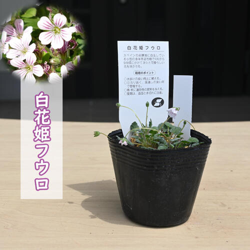 楽天市場】双葉葵 ポット苗 多年草 山野草 フタバアオイ カモアオイ