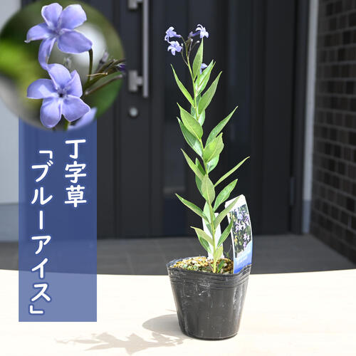 楽天市場】2024年NEW ウラシマ草 ポット苗 多年草 山野草 浦島草