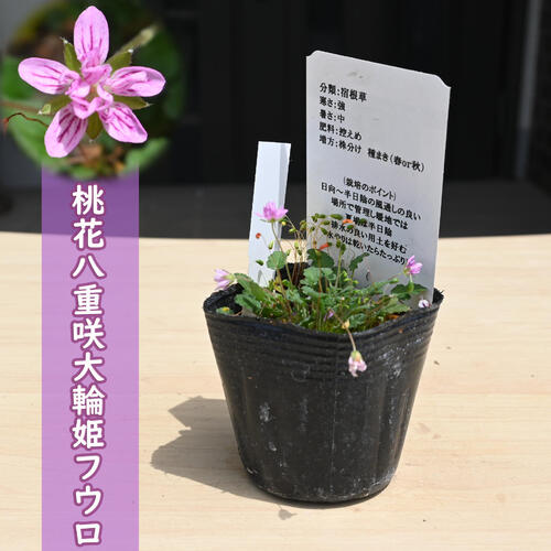 楽天市場】双葉葵 ポット苗 多年草 山野草 フタバアオイ カモアオイ