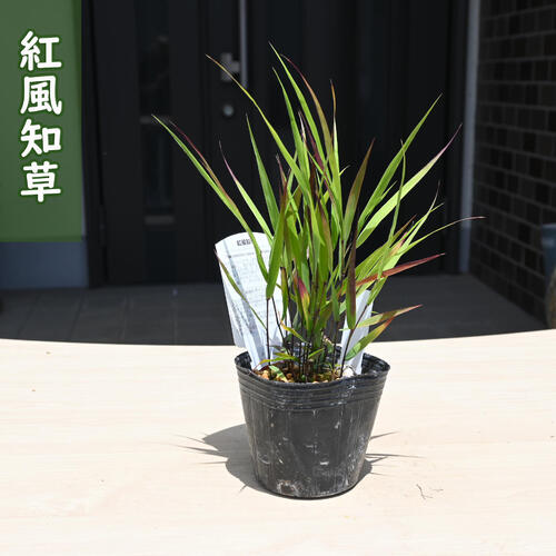 楽天市場】2024年NEW ウラシマ草 ポット苗 多年草 山野草 浦島草