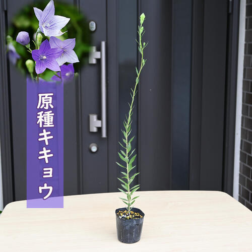 楽天市場】桔梗(キキョウ)苗 高性種 二重咲き 紫 3号苗【ガーデン