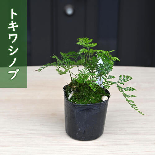 楽天市場】2024年NEW 黄金クラマシノブ 苗 シダ植物 八重シノブ 多年草 宿根草 : 園芸百貨店何でも揃うこぼんさい