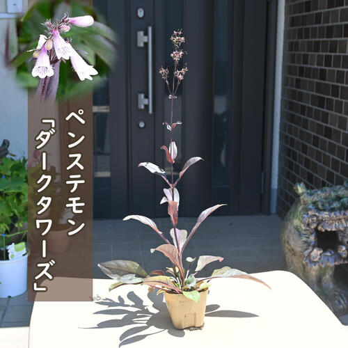 楽天市場】ペンステモン 苗 ダークタワー 12cmポット 大株 多年草
