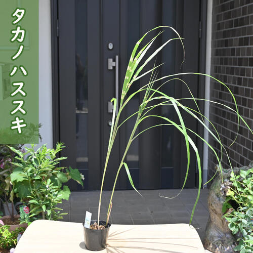 楽天市場】タカノハススキ 15cm ポット苗 1pot 斑入り葉 ススキ 山野草