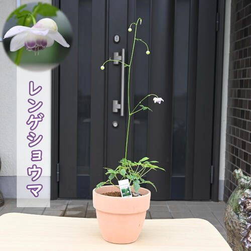 2026年8月に開花 レンゲショウマ 晒菜升麻 鉢植え テラコッタ鉢入り 多年草 山野草