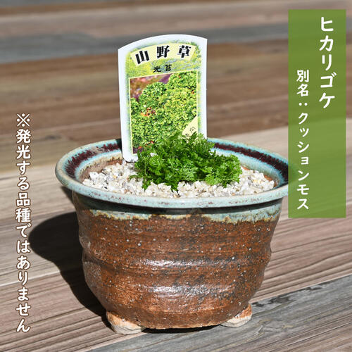 楽天市場】イワヒバ 4号鉢（c14） : 千草園芸