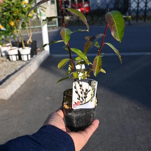 楽天市場】ネコヤナギ ピンクパールネコヤナギ 3寸ポット植え ねこ