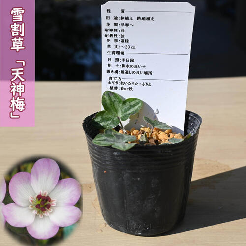 雪割草 「日の出丸」白/赤二段咲　1芽 8㎝角ロングポリポット植 雪割草：二段咲き ポット苗 花色ミックス3色セット の通販 | 園芸ネット