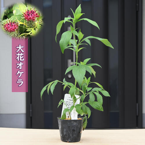 エリゲロン　源平小菊　根付き苗　現物発送　黒ポット【種付き】宿根草 楽天市場】2023年NEW エリゲロン スタローン ポット苗 源平小菊 多年草