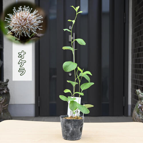 楽天市場】2025年NEW 源平小菊 ポット苗 多年草 宿根草 エリゲロン