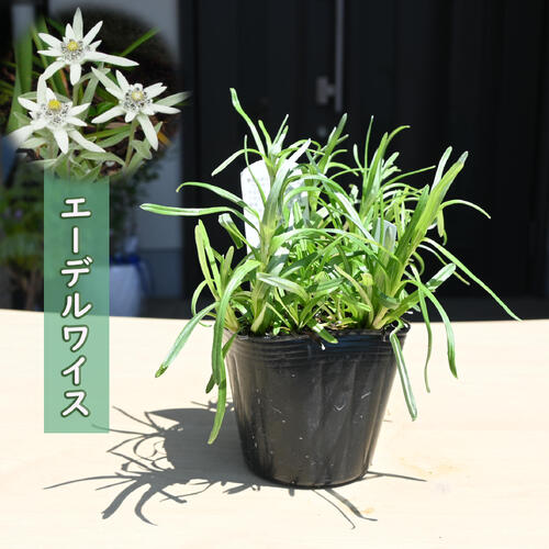 楽天市場】2025年NEW 源平小菊 ポット苗 多年草 宿根草 エリゲロン