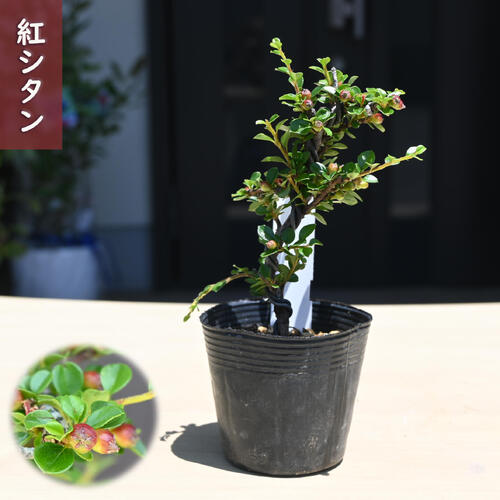 ボナン　紅紫檀 H4077-1024-1024-01_c82ddaa4-