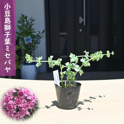 楽天市場】ミセバヤ[寒霞渓獅子] フギレ(深裂)葉 小上苗・珍品・花木