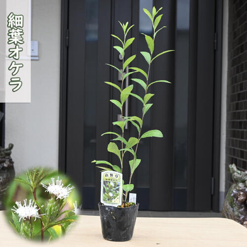 楽天市場】2025年NEW 源平小菊 ポット苗 多年草 宿根草 エリゲロン