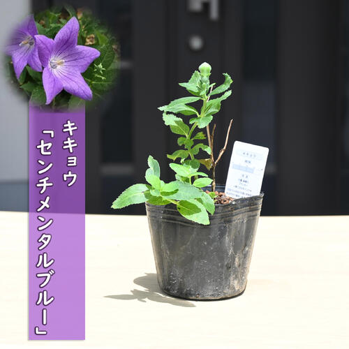 楽天市場】キキョウ 苗 小豆色 二重咲き 9cmポット 桔梗 切花 多年草