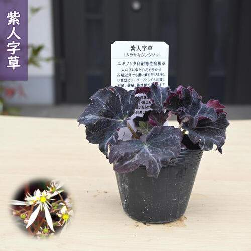 楽天市場】2023年NEW 紫人字草 鉢植え 現品 人字草 ジンジソウ 山野草