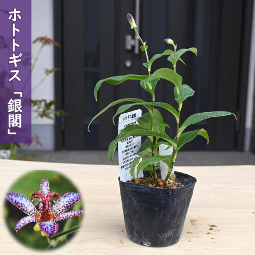 楽天市場】2026年NEW ホトトギス 紫錦 ポット苗 しきん 山野草 多年草