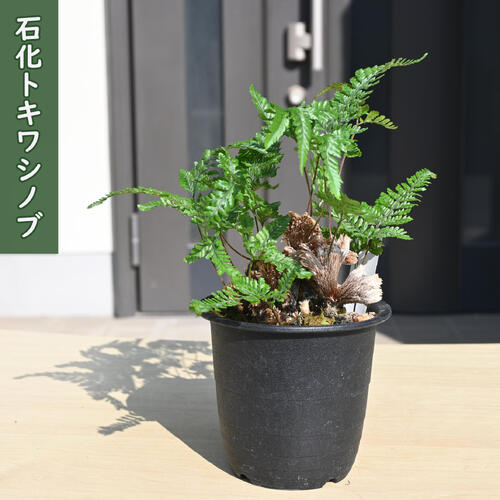 楽天市場】軒忍 多度雲龍 3号鉢 ノキシノブ 古典植物 シダ植物 山野草