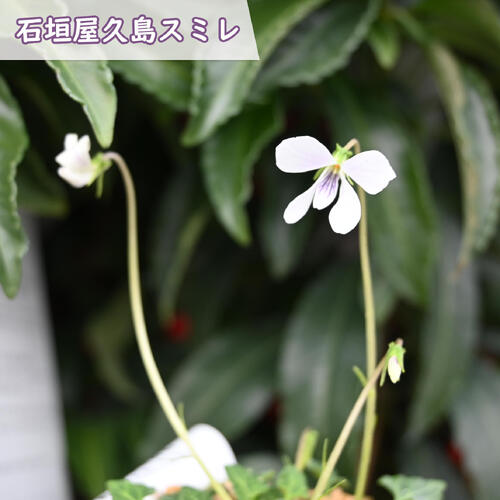 楽天市場】八重山 屋久島すみれ(ヤエヤマスミレ)2.5号苗(g02 楽天市場】八重山 屋久島すみれ(ヤエヤマスミレ)2.5号苗(g02