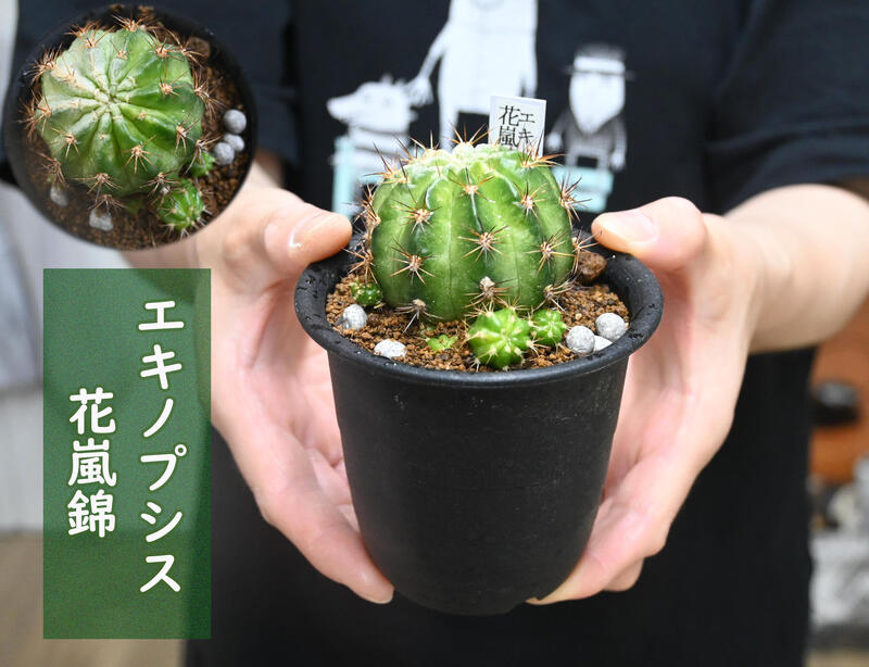 22春夏新色 現品 サボテン エキノプシス 花嵐錦 ３号 班入り珍奇植物 多肉植物 Toyama Nozai Co Jp