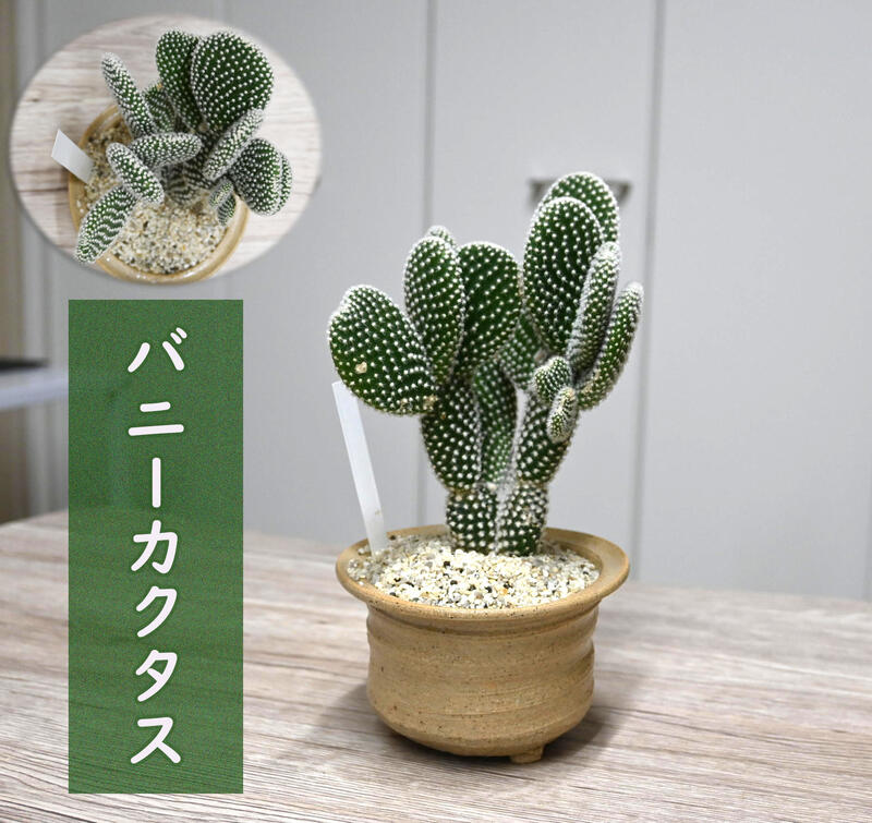 サボテン バニーカクタス 鉢植え オプンチア族 多肉植物 白桃扇 可愛い ウチワサボテン うさ耳 売れ筋商品