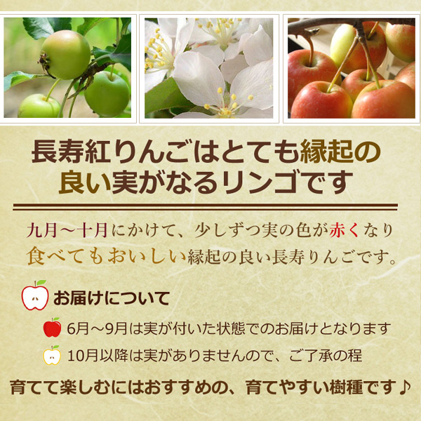 年父のの日ギフトに鉢植えミニりんごから秋には可愛いりんご誕生日やプレゼントのお祝い鉢植リンゴ りんご 長寿りんご 花も実も楽しめるりんごです鉢入り Napierprison Com