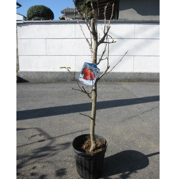 楽天市場】◇送料無料◇ りんご 苗木 【 富士 （ふじ）】 1年生 接木