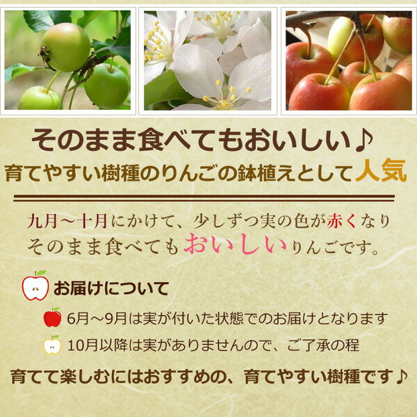 楽天市場 21年開花予定の実を楽しむミニりんごを楽しむ鉢植えアルプス乙女りんごの鉢植えりんご鉢入りアルプス乙女りんご鉢植え果樹鉢植え 園芸百貨店何でも揃うこぼんさい