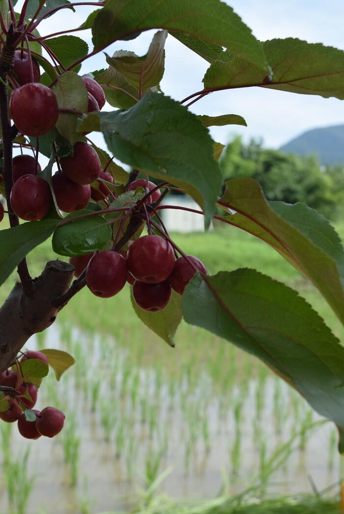 21年実物盆栽紅深山カイドウ 実物盆栽 みもの盆栽 小さい赤いリンゴ実付きです ミニりんご盆栽 Napierprison Com