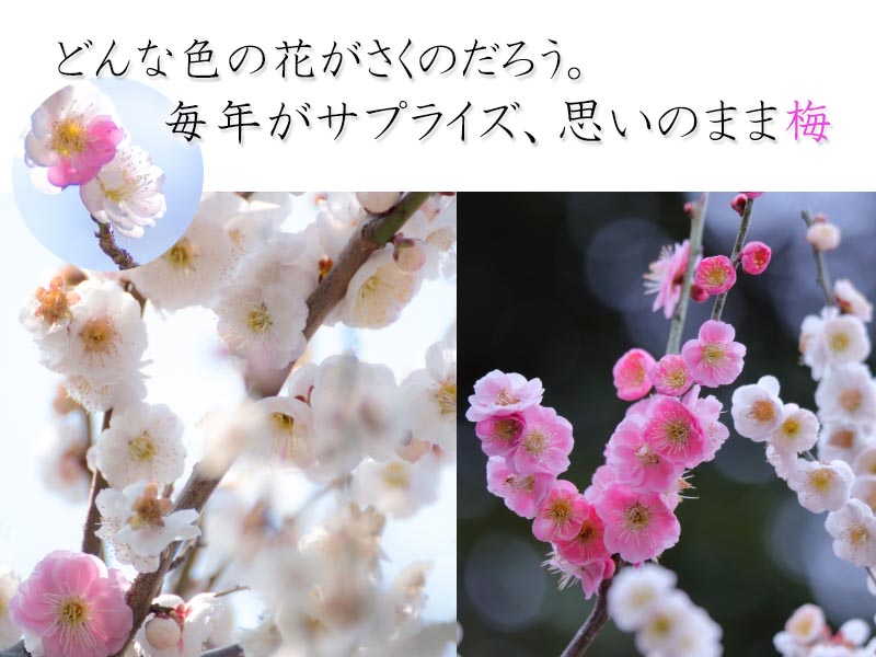 楽天市場 21年2月から3月に開花思いのまま梅 梅盆栽ボンサイ 盆栽 信楽焼き入り梅 思いのまま 咲き分け 送料無料 園芸百貨店何でも揃うこぼんさい