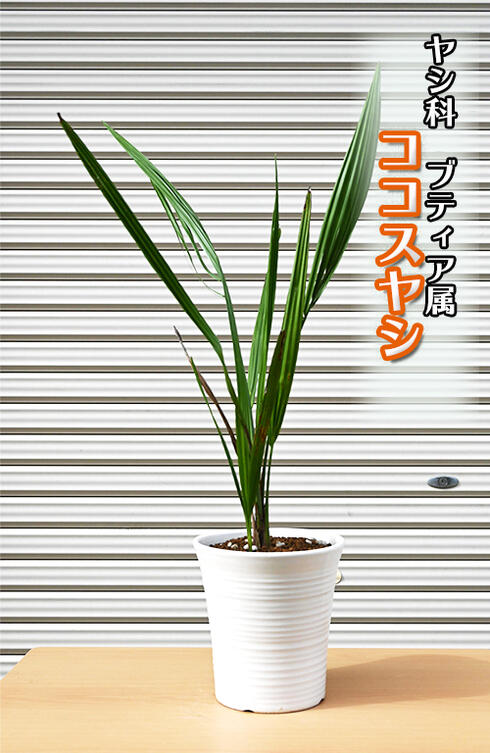楽天市場】【根巻き】ココスヤシ 中株 苗木【V】 : 千草園芸