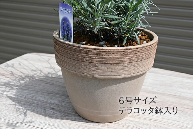 市場 ラベンダーグロッソテラコッタ鉢入りラベンダーグロッソラバンディン系ドライフラワー 園芸百貨店何でも揃うこぼんさい