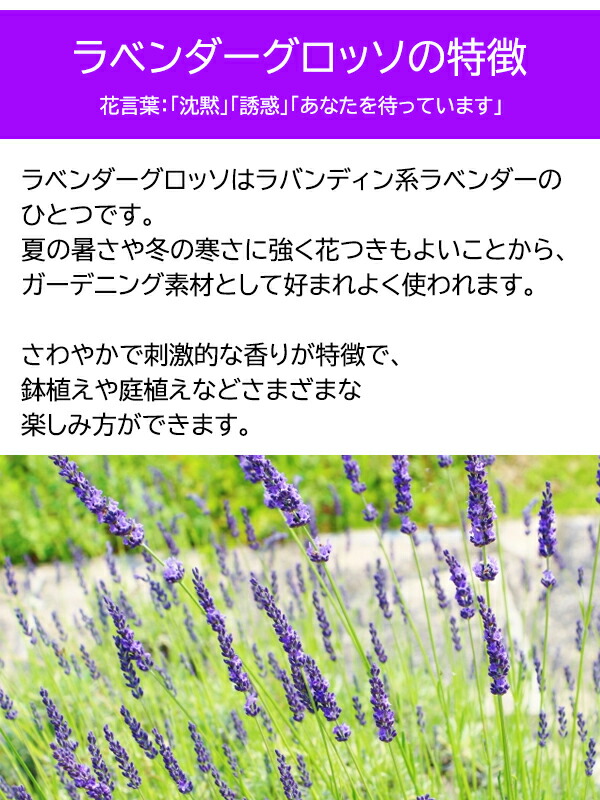 ラベンダーグロッソテラコッタ鉢入りラベンダーグロッソラバンディン系ドライフラワー 園芸百貨店何でも揃うこぼんさい