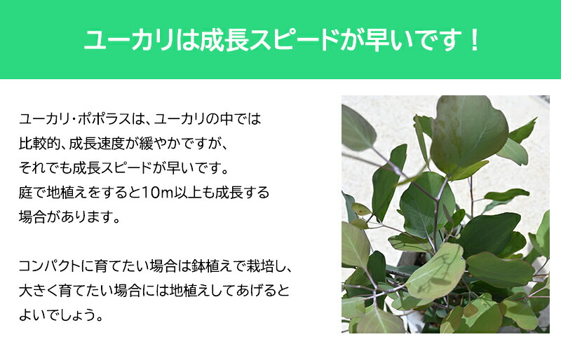 22年6月撮影しておりますユーカリポポラス 苗ユーカリポポラスドライフラワーシンボルツリーハート形 園芸百貨店何でも揃うこぼんさい