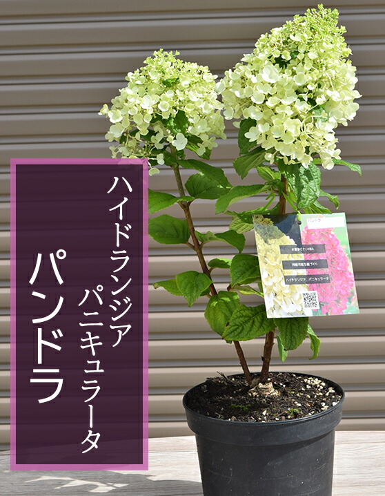ノリウツギ苗夏あじさいハイドランジア パニキュラータ パンドラ 苗22年7月撮影しておりますノリウツギあじさいハイドランジアパニキュラータパンドラ夏あじさい 今の時期は剪定した状態でのお届けになります 今年人気の ブランド品や