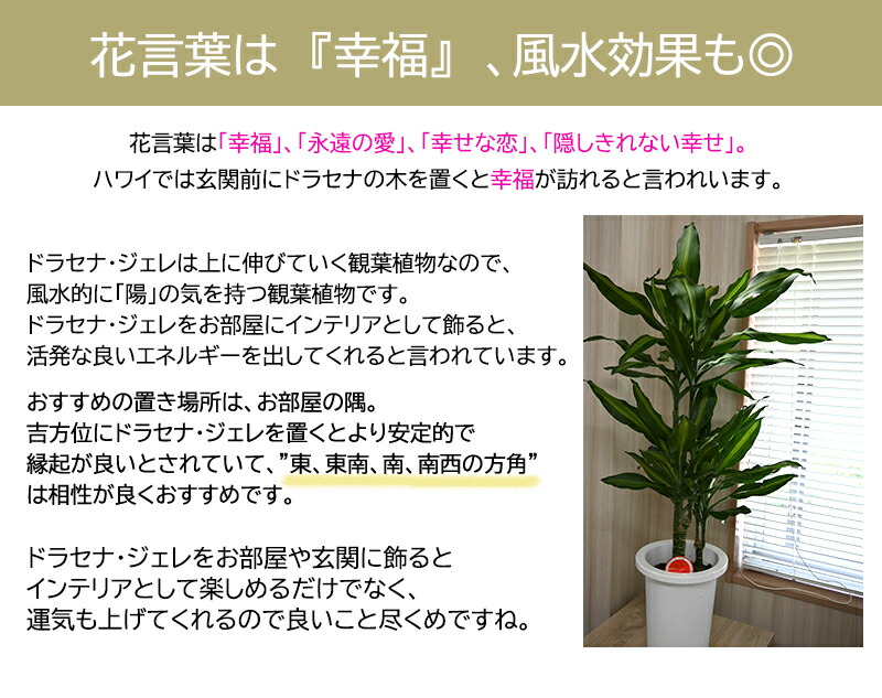 最大81 オフ お部屋のリビングには幸福の木ドラセナ ジェレ鉢入りドラセナ 観葉植物珍しい観葉植物幸福風水縁起の良い木 Wordpress Promoinser Es