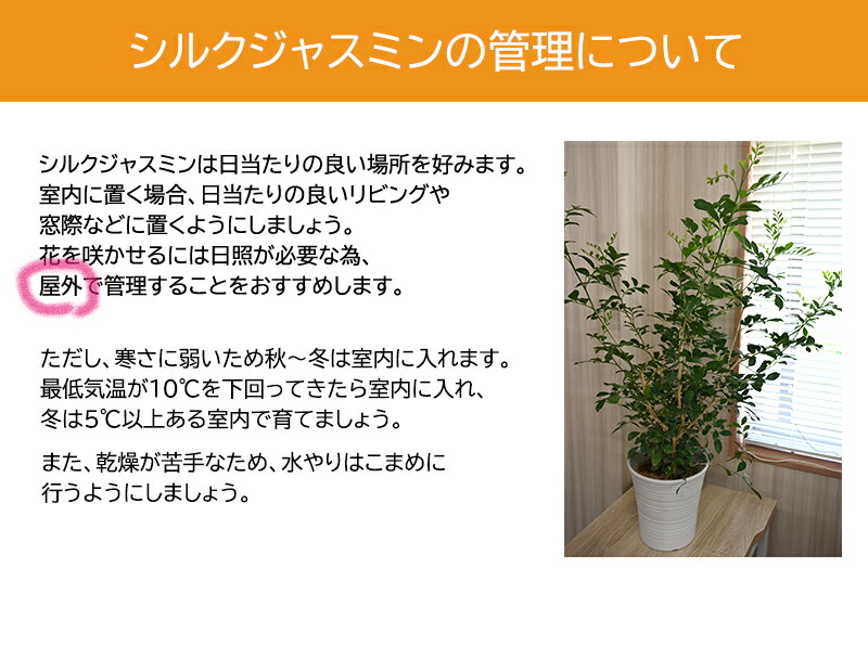 非常に高い品質 ２０２２年８月5日撮影シルクジャスミン 陶器鉢入り月橘 げっきつ 観葉植物オレンジジャスミン恋愛運風水結婚祝い贈り物にもおすすめです Fucoa Cl