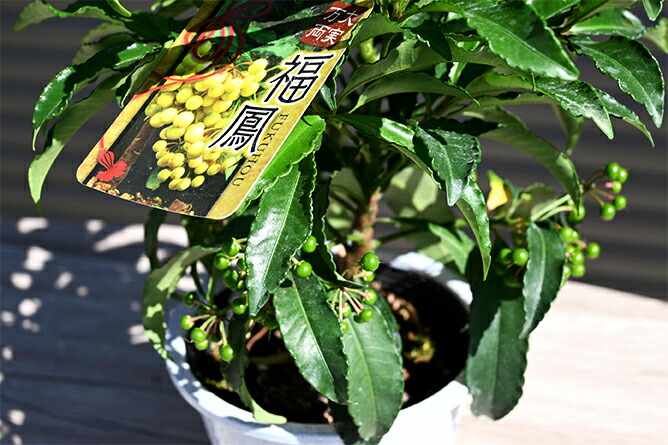 楽天市場】斑入り葉万両（マンリョウ）福包（フクツツミ）3号苗（h42