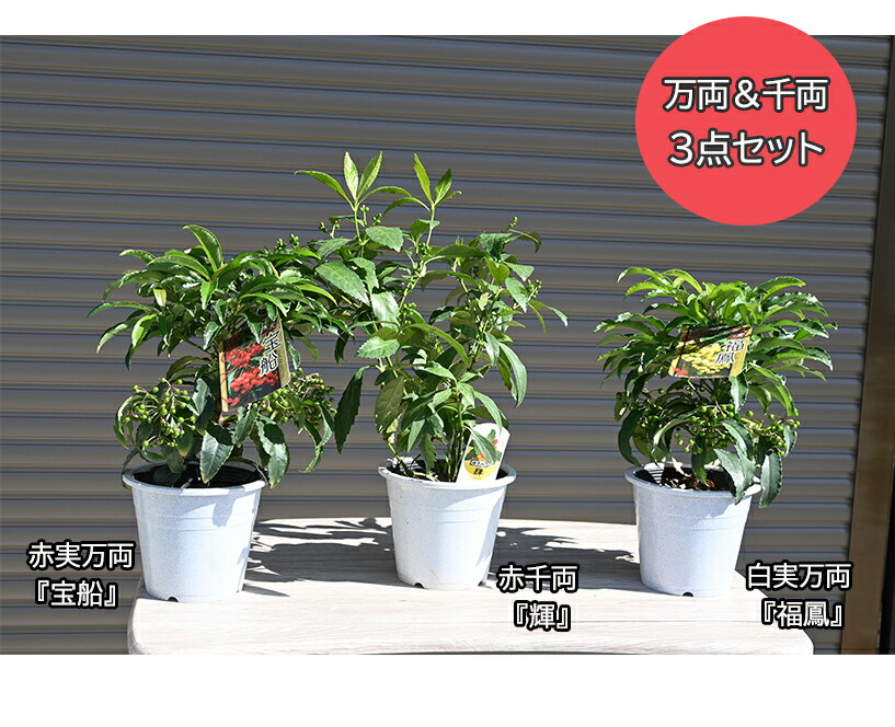 楽天市場】2026年は縁起物万両 大実万両苗高さ40センチ前後宝船万両苗