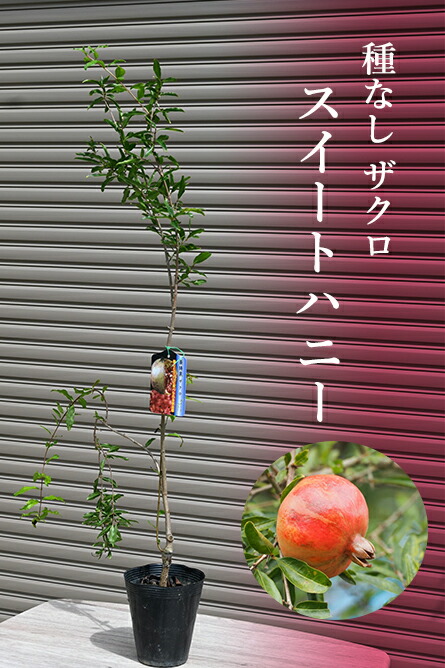 楽天市場】種なしザクロ 鉢植え 柘榴 美容 健康 果実 果樹