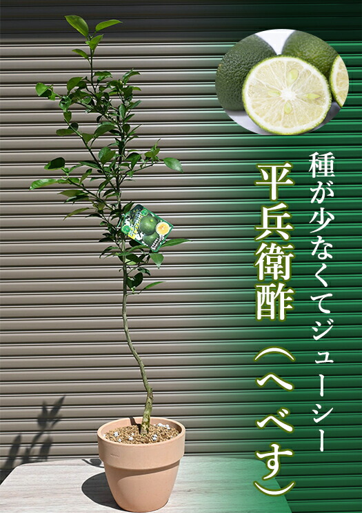 果樹鉢植え 鉢植え家庭果樹平兵衛酢　へべす　テラコッタ鉢入り 柑橘類 栄養価が高い ビタミンCが豊富 へべス果樹鉢植え