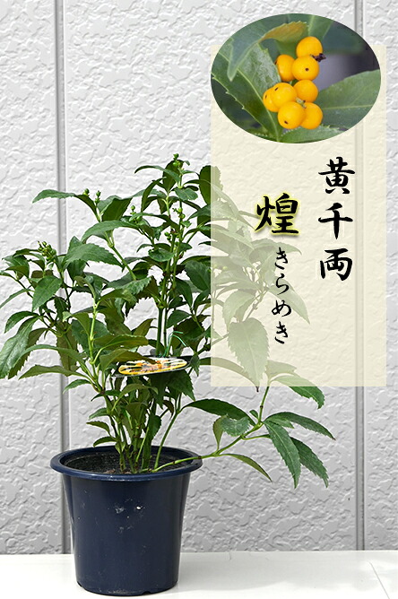 千両苗 黄千両「煌」苗 千両苗 黄実千両苗 きらめき 縁起物 風水