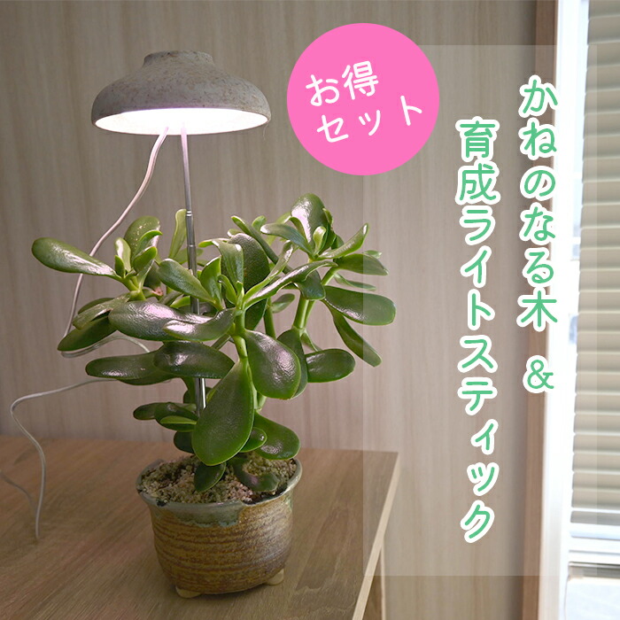 楽天市場】お金のなる木2025年は大きい金のなる木 鉢植え 花月 縁起物