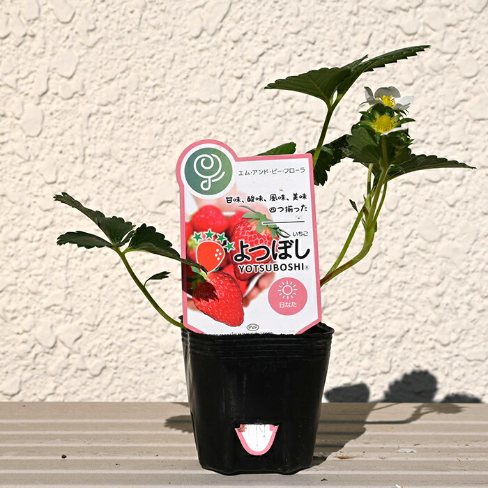 楽天市場】2025年いちご 苗 とちおとめ イチゴ 苺 プランターで育てる