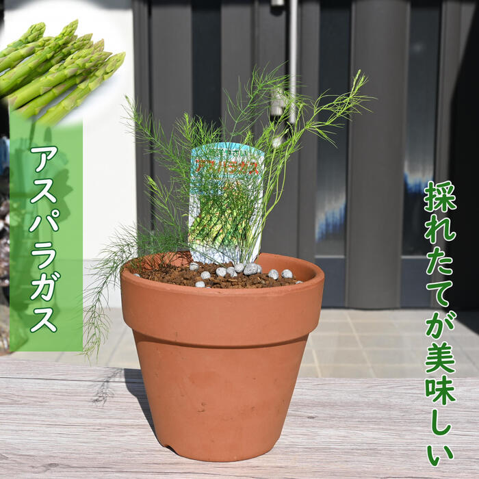 【おまとめ専用ページ】グリーンアスパラ　一年生苗　Ｌサイズ　30株 asupa-1.jpg