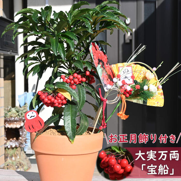 楽天市場】2025年万両 鉢植え 大実万両 素焼き鉢入り縁起の良い