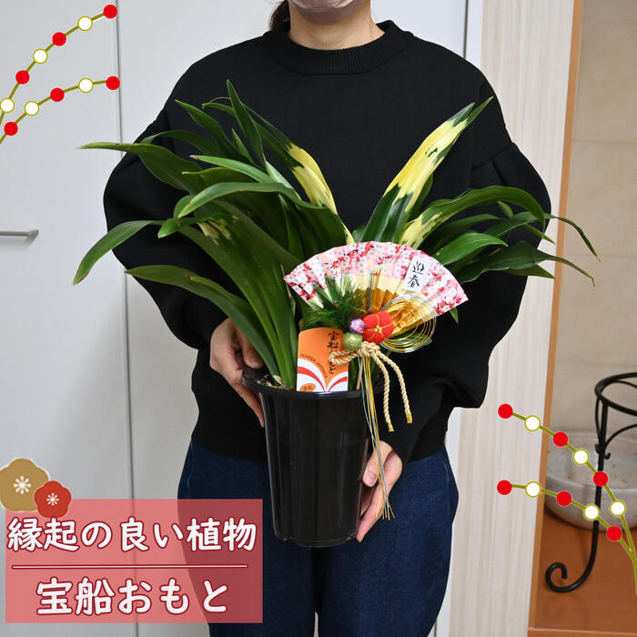 2026年贈り物や新築のお祝いに縁起の良いプレゼント贈り物にお祝い事の贈り物におすすめの観葉植物 万年青 宝船 おもと 縁起が良い オモト お正月 贈り物に