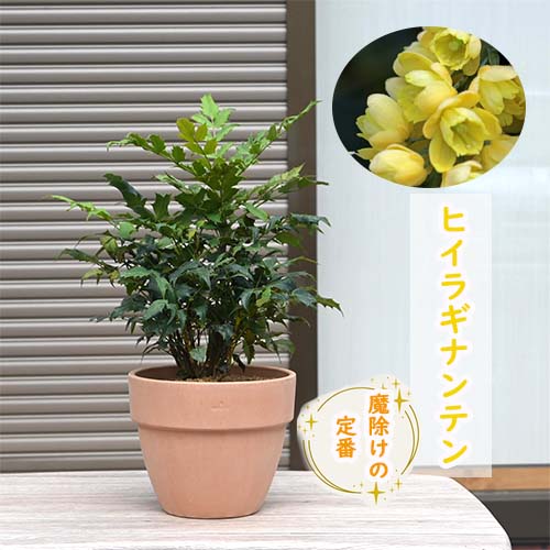 楽天市場】送料無料 庭木：斑入ヒイラギ（ひいらぎ）シマヒイラギ*樹高